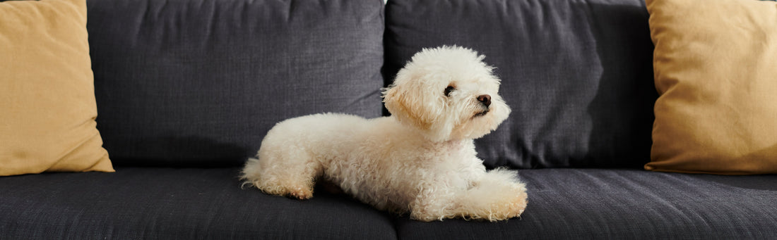 Furniture Protection Plans: What They Cover and When They’re Worth It